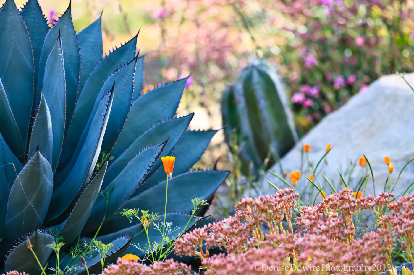 Agave (Century Plant) and buckwheat in bloom
