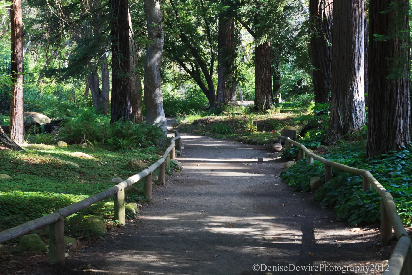 Redwood Section