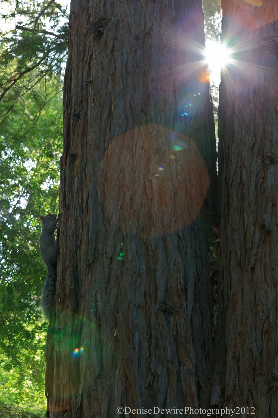 Grey squirrel, Redwood Section