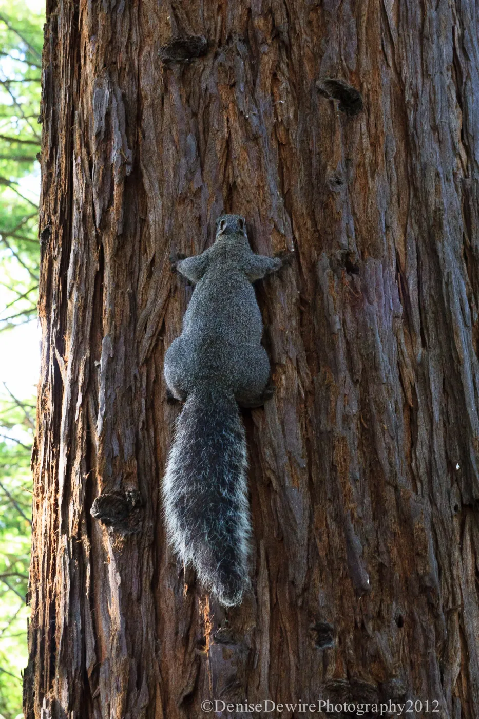 Grey squirrel, Redwood Section