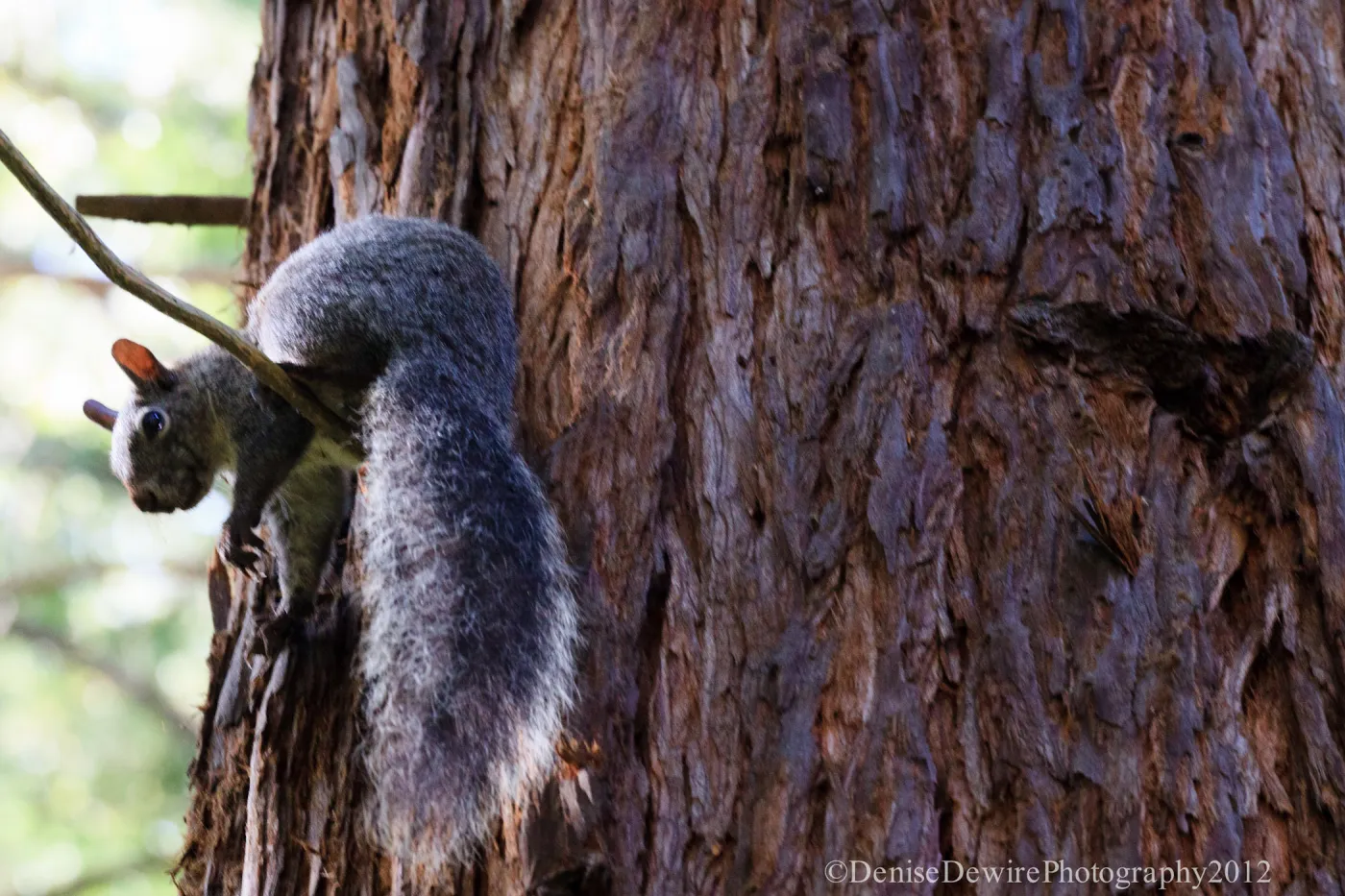 Grey squirrel, Redwood Section