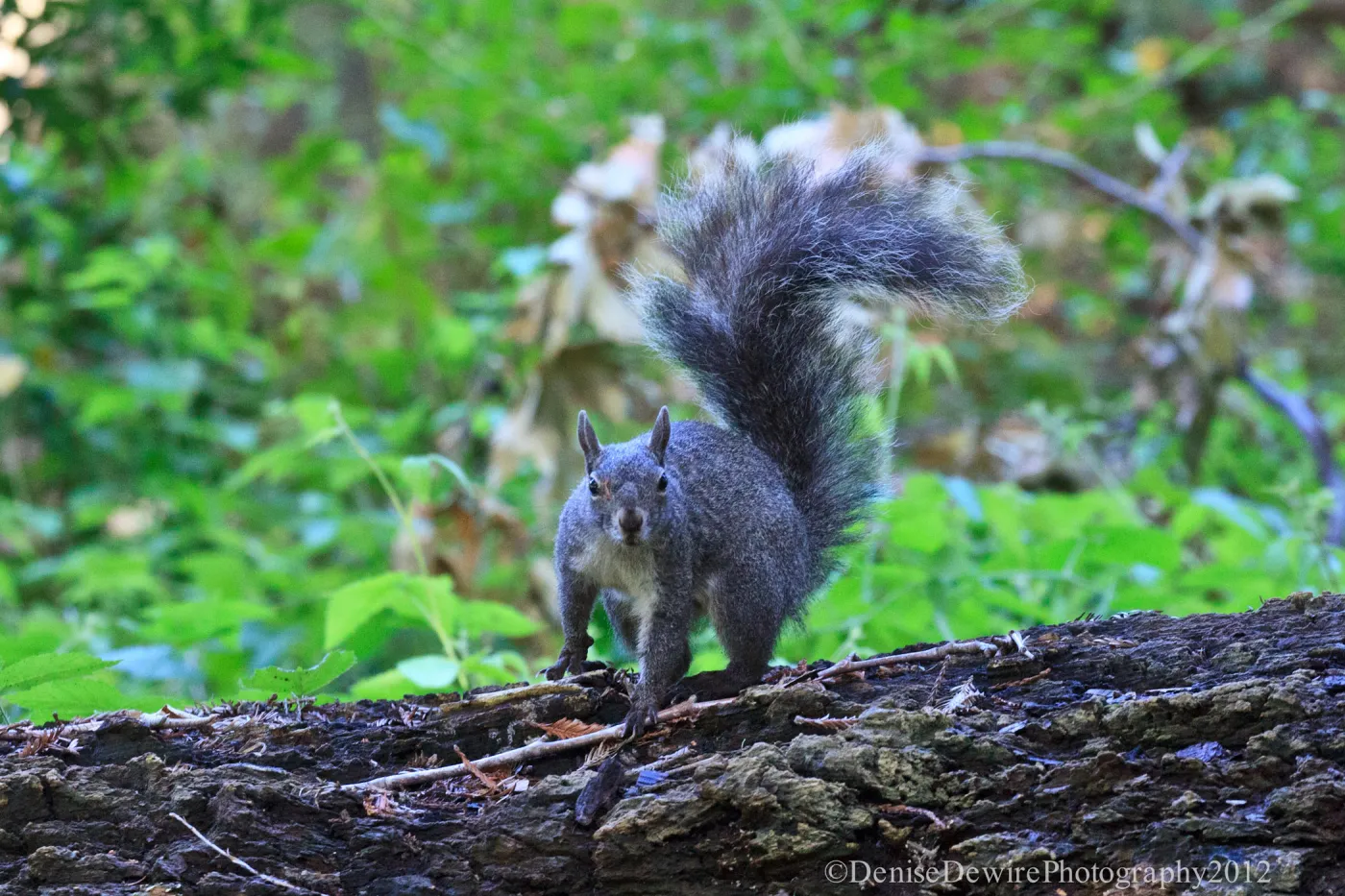 Grey squirrel, Redwood Section