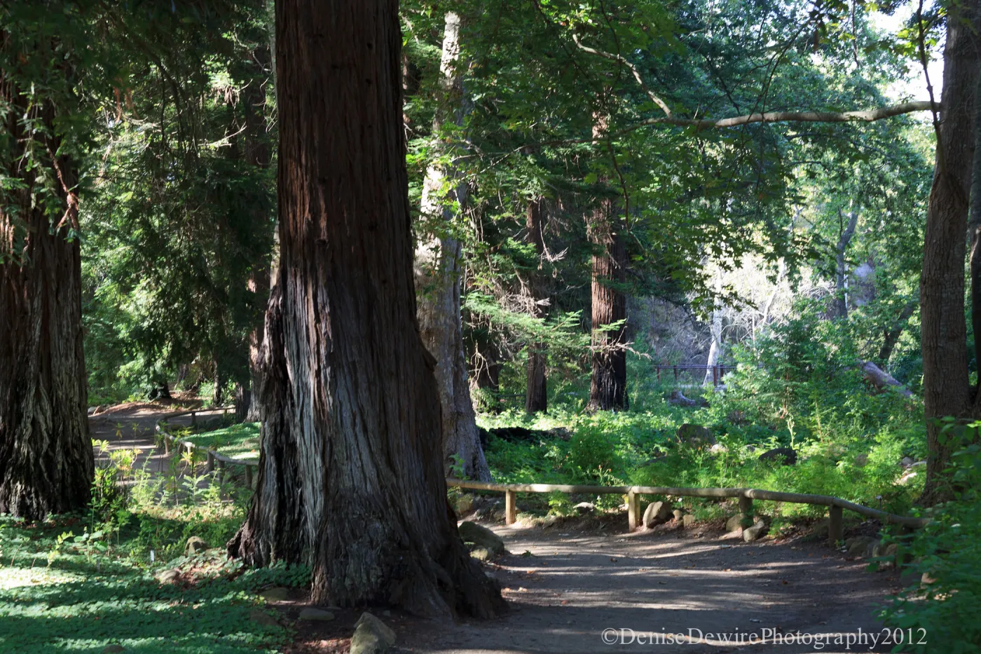 Redwood Section