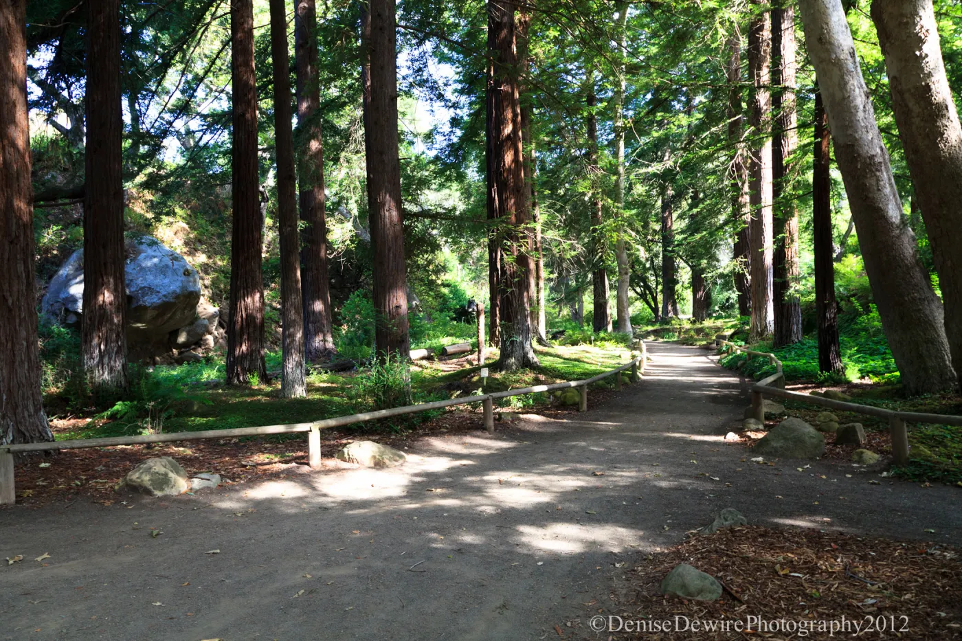 Redwood Section