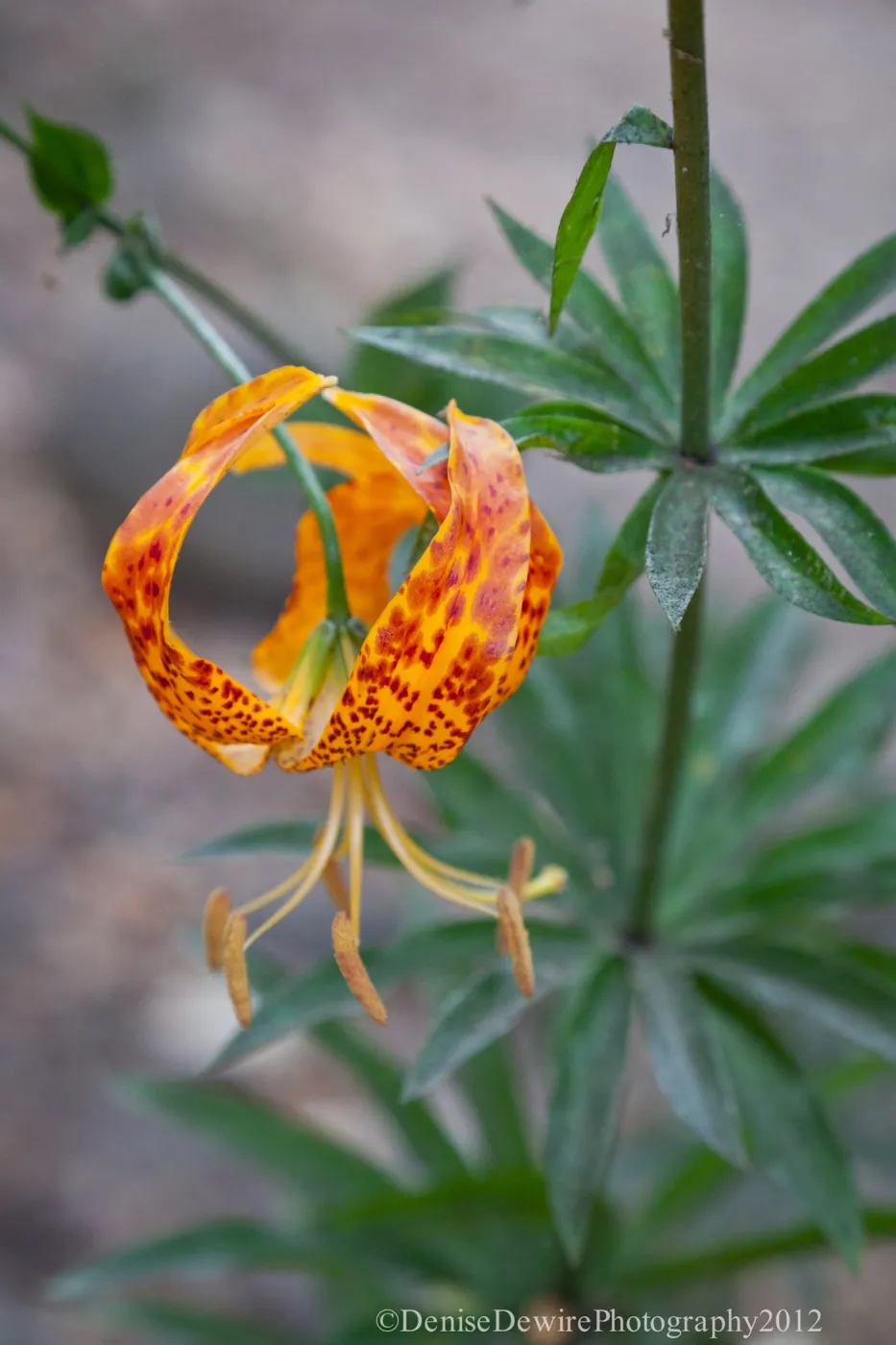 Lilium in bloom