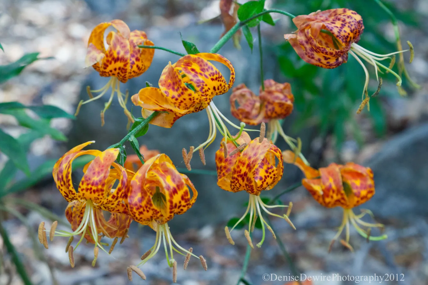 Lilium in bloom