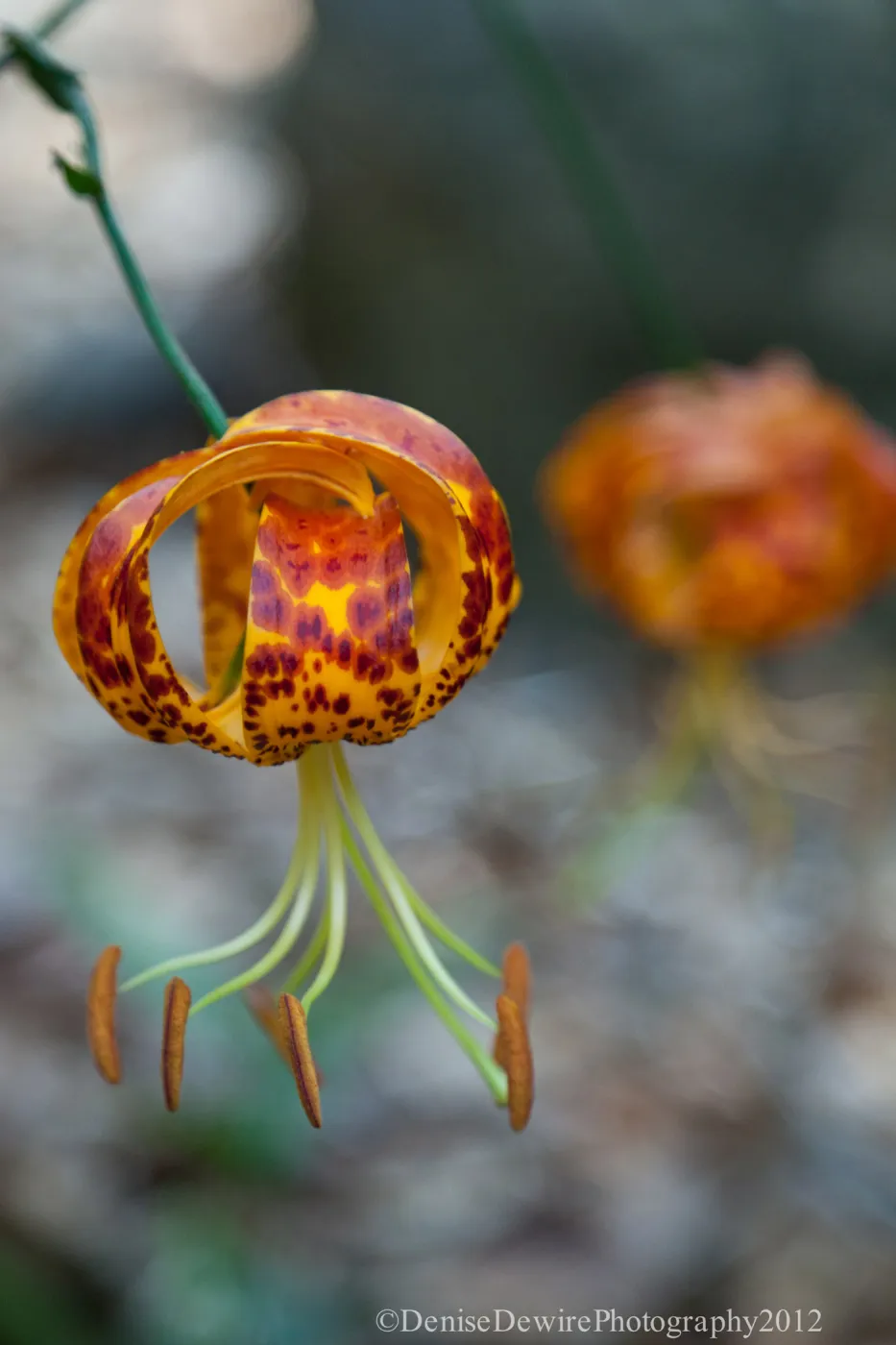 Lilium in bloom