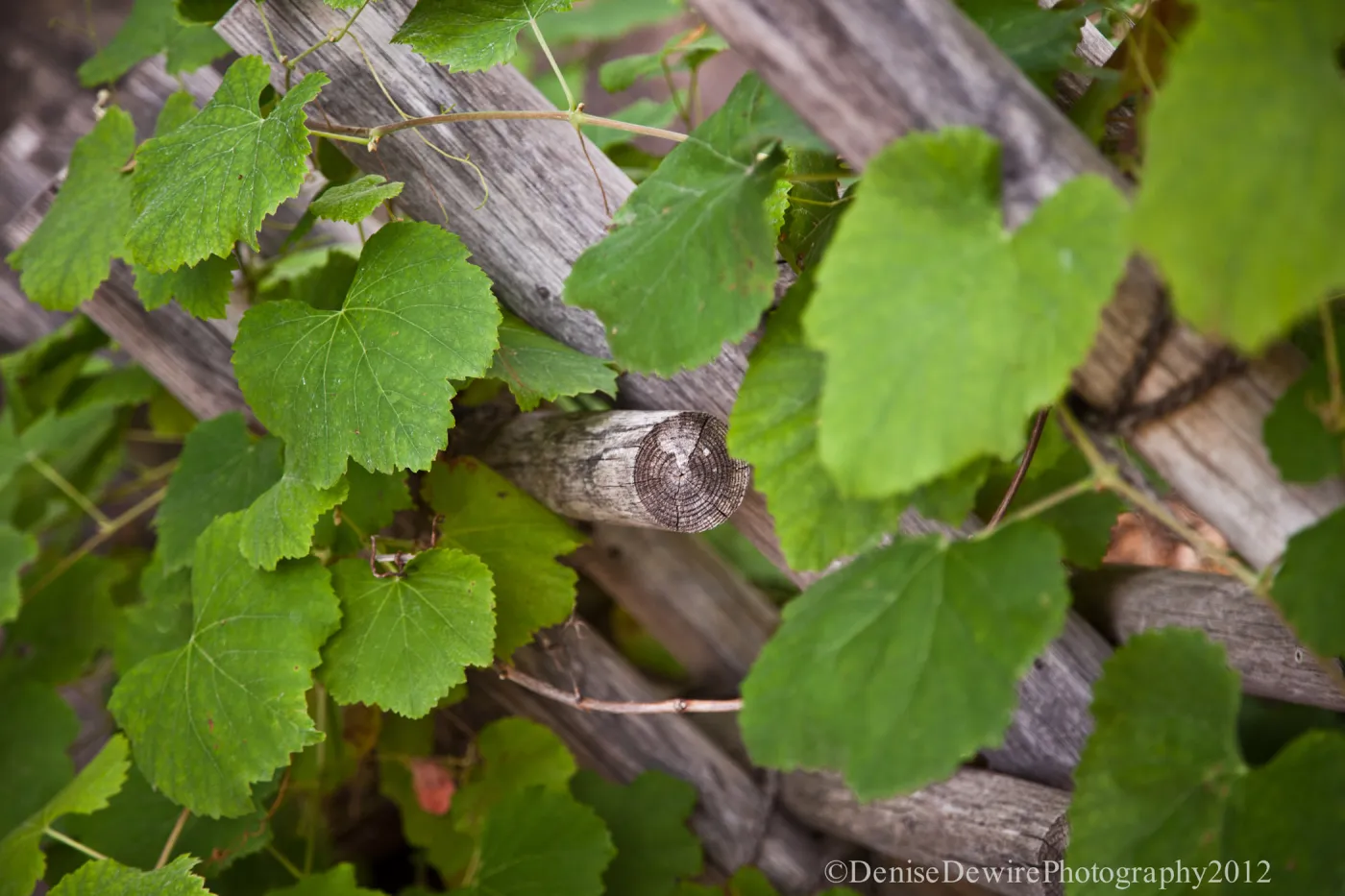 Tea House fence with grape leaves, Vitis