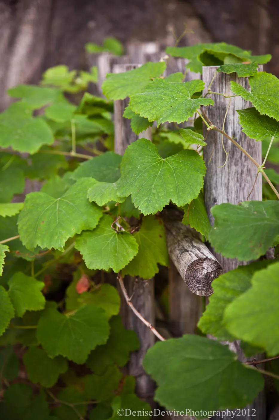 Tea House fence with grape leaves, Vitis