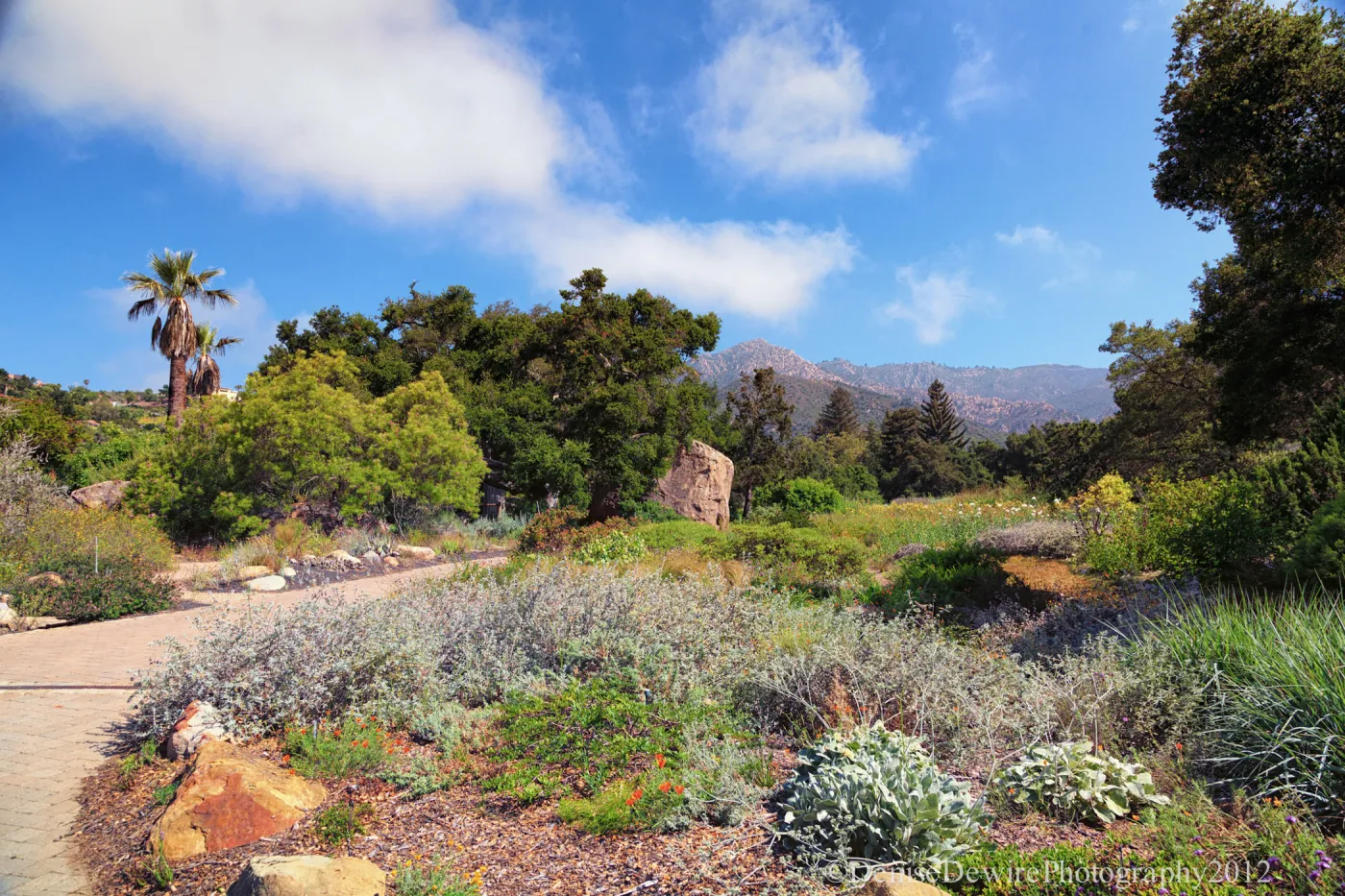 SBBG Meadow, Desert Section, view to the mountains