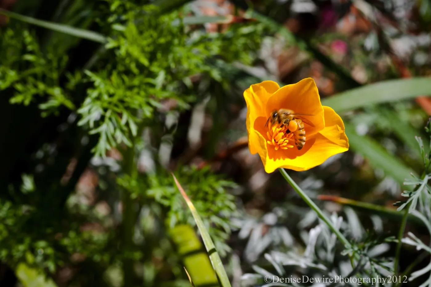 honey bee in poppy flower