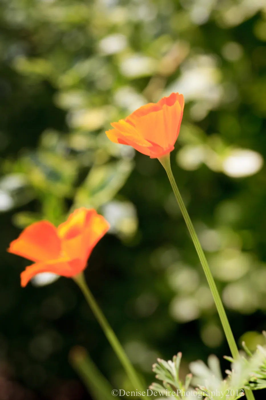 Poppy flowers
