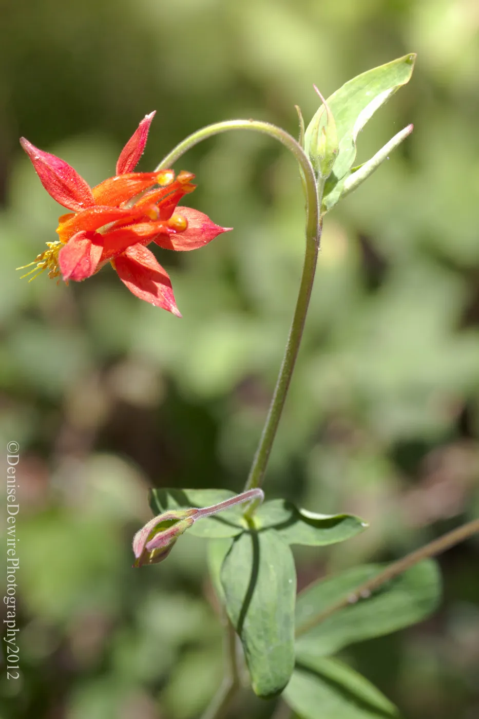 red Aquilegia flower