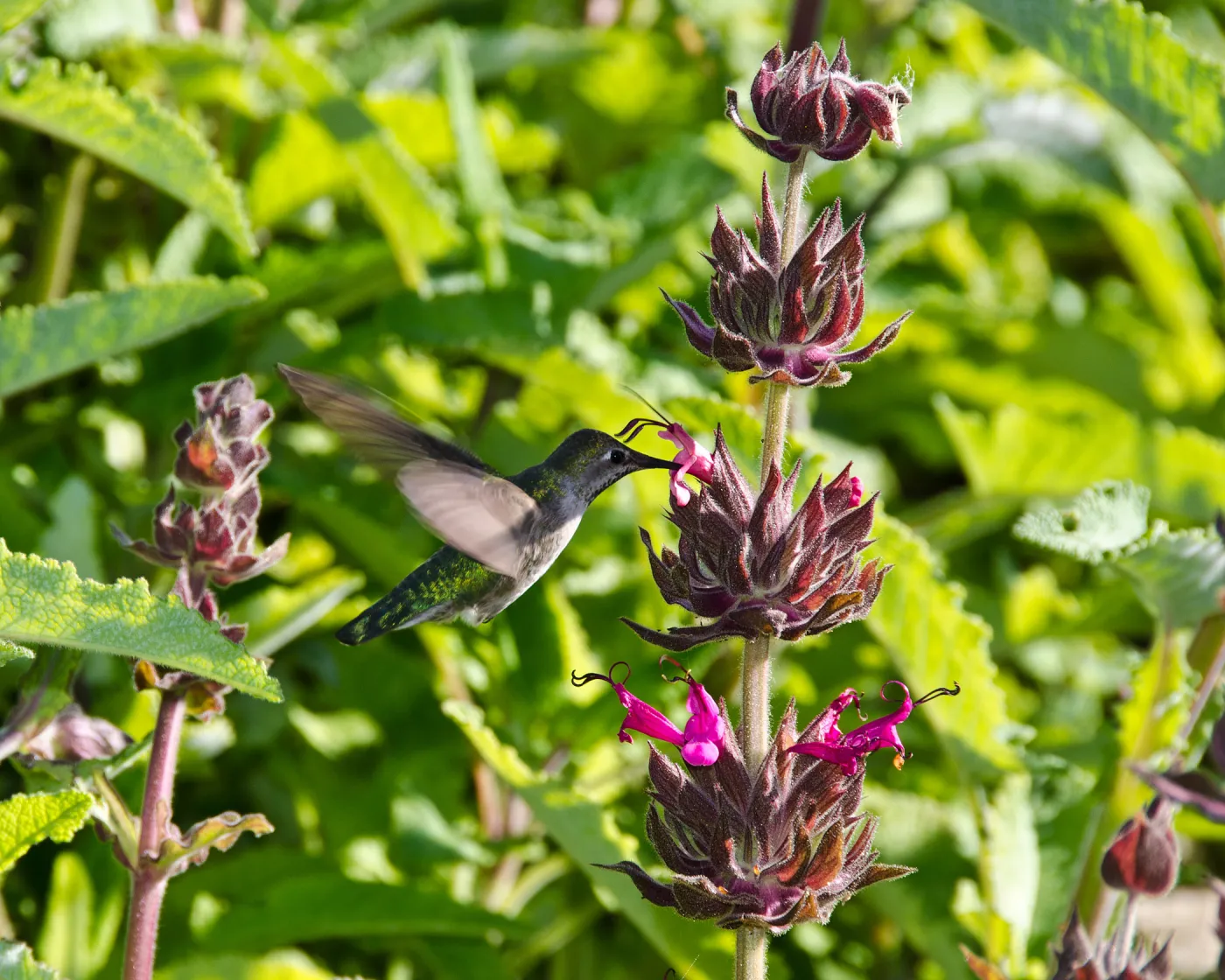 Hummingbird and Salvia spathacea (California Hummingbird Sage), SBBG Photo Contest 2012