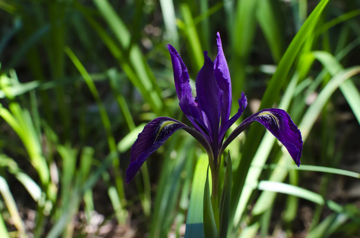 dark purple Iris flower, SBBG Photo Contest 2012