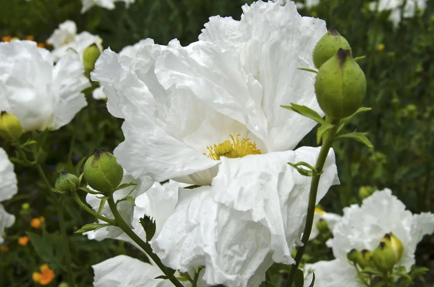 Matilija Poppy flowers, SBBG Photo Contest 2012