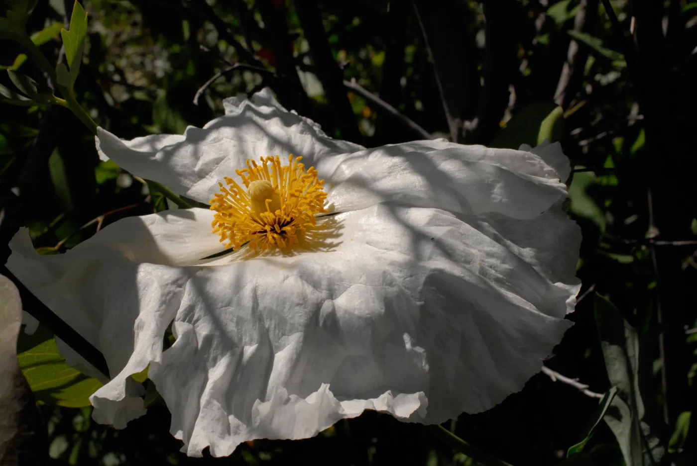Matilija Poppy flower, SBBG Photo Contest 2012