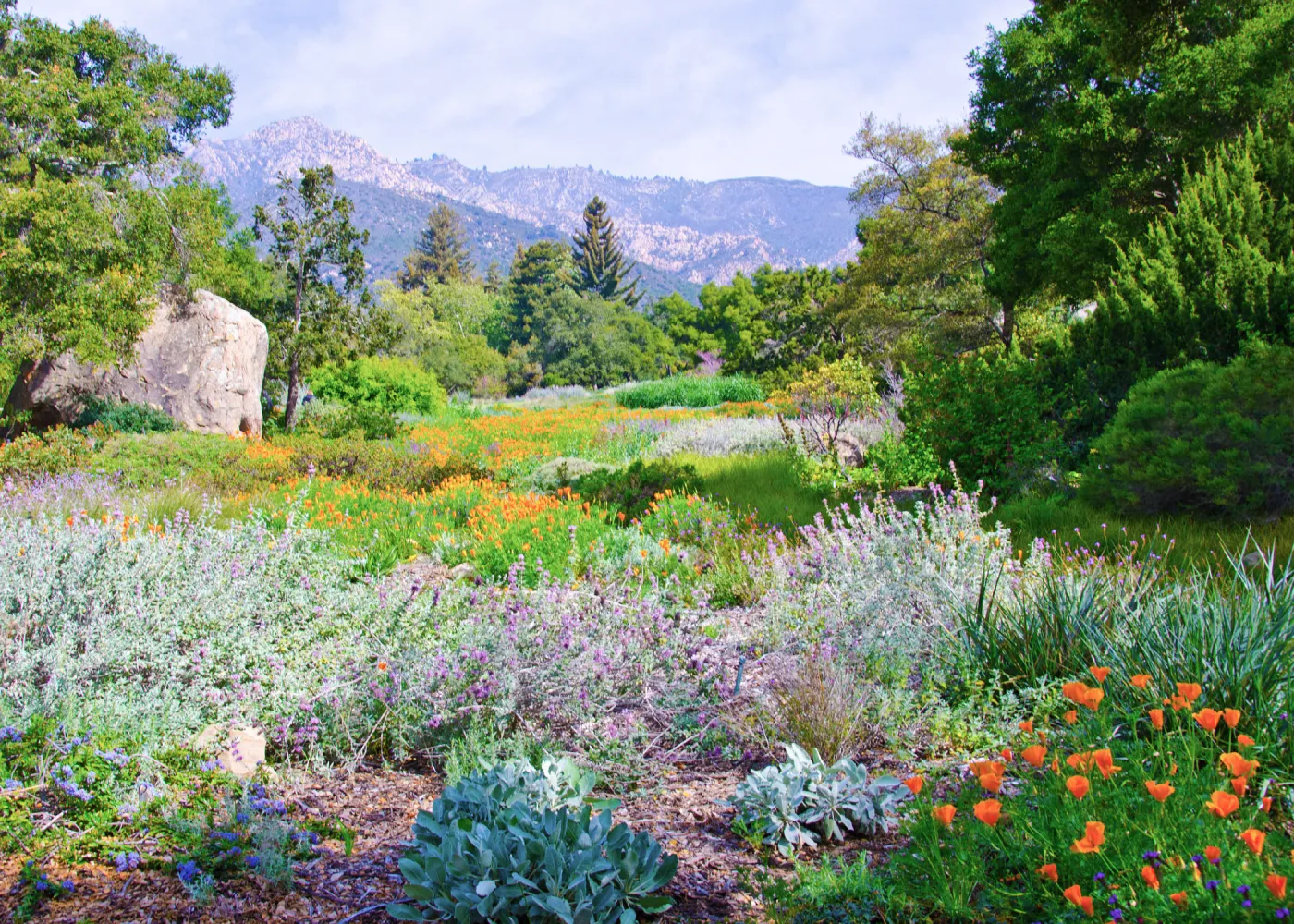 SBBG Meadow, view to mountains, wildflower display, SBBG Photo Contest 2012