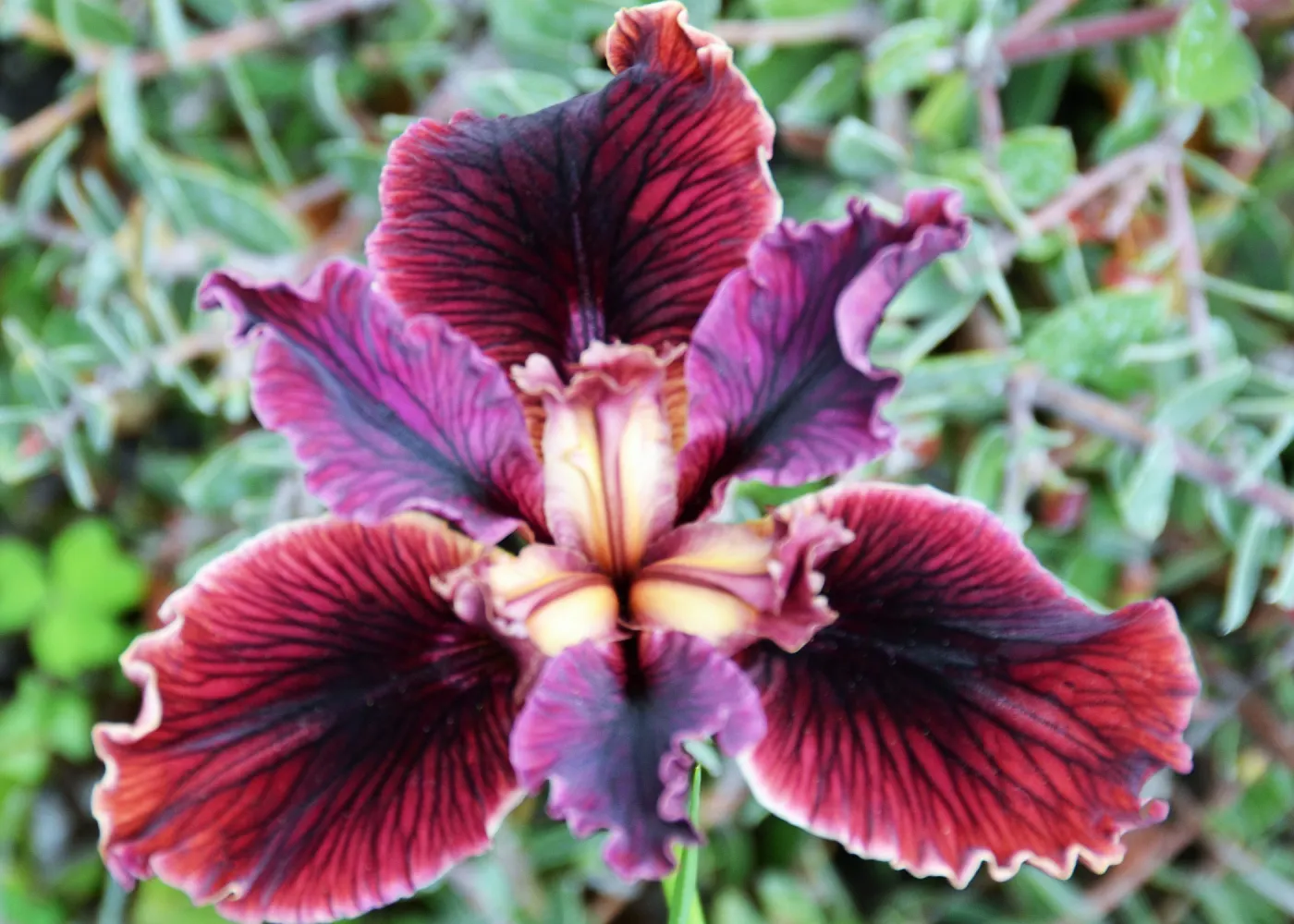 native Iris flower, SBBG Photo Contest 2012