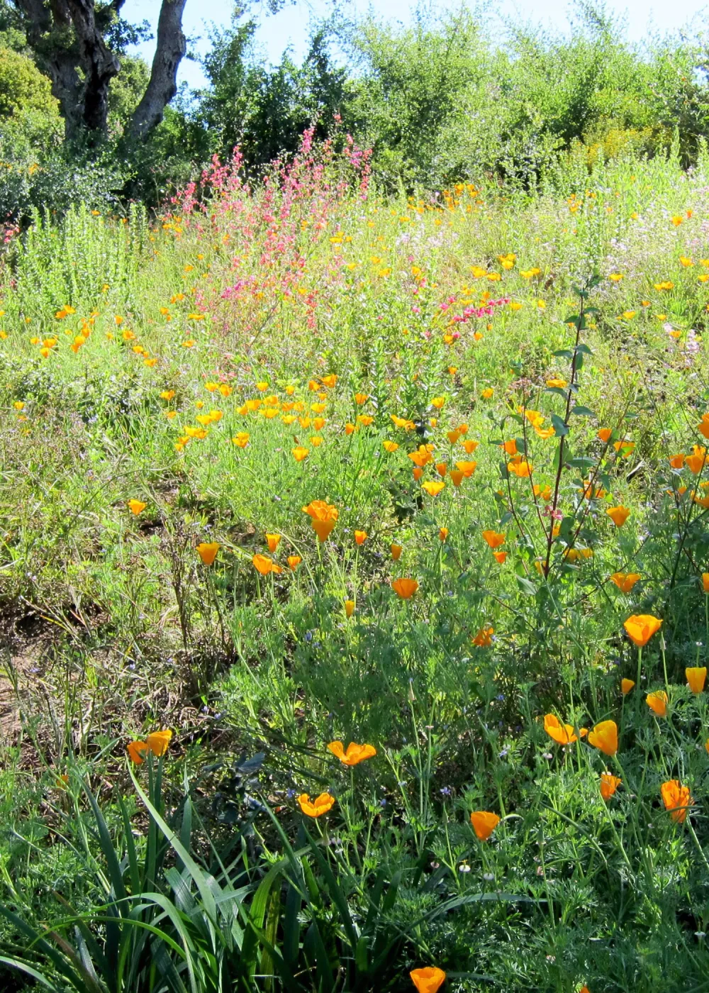 wildflower display, Porter Trail, SBBG Photo Contest 2012