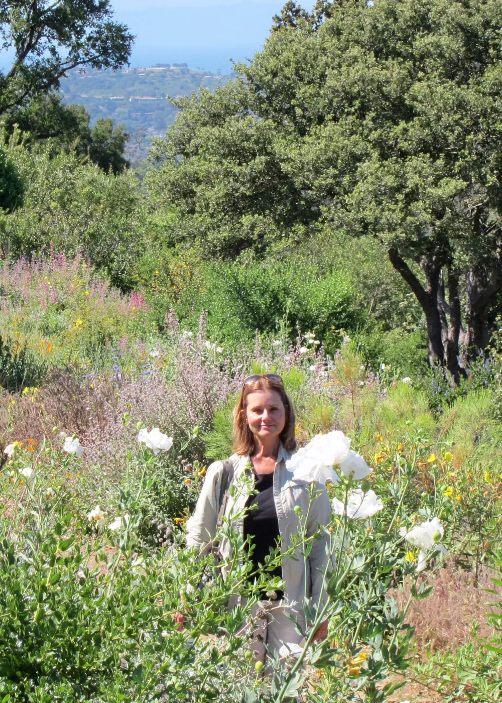 Matilija poppies in bloom, Porter Trail, SBBG Photo Contest 2012