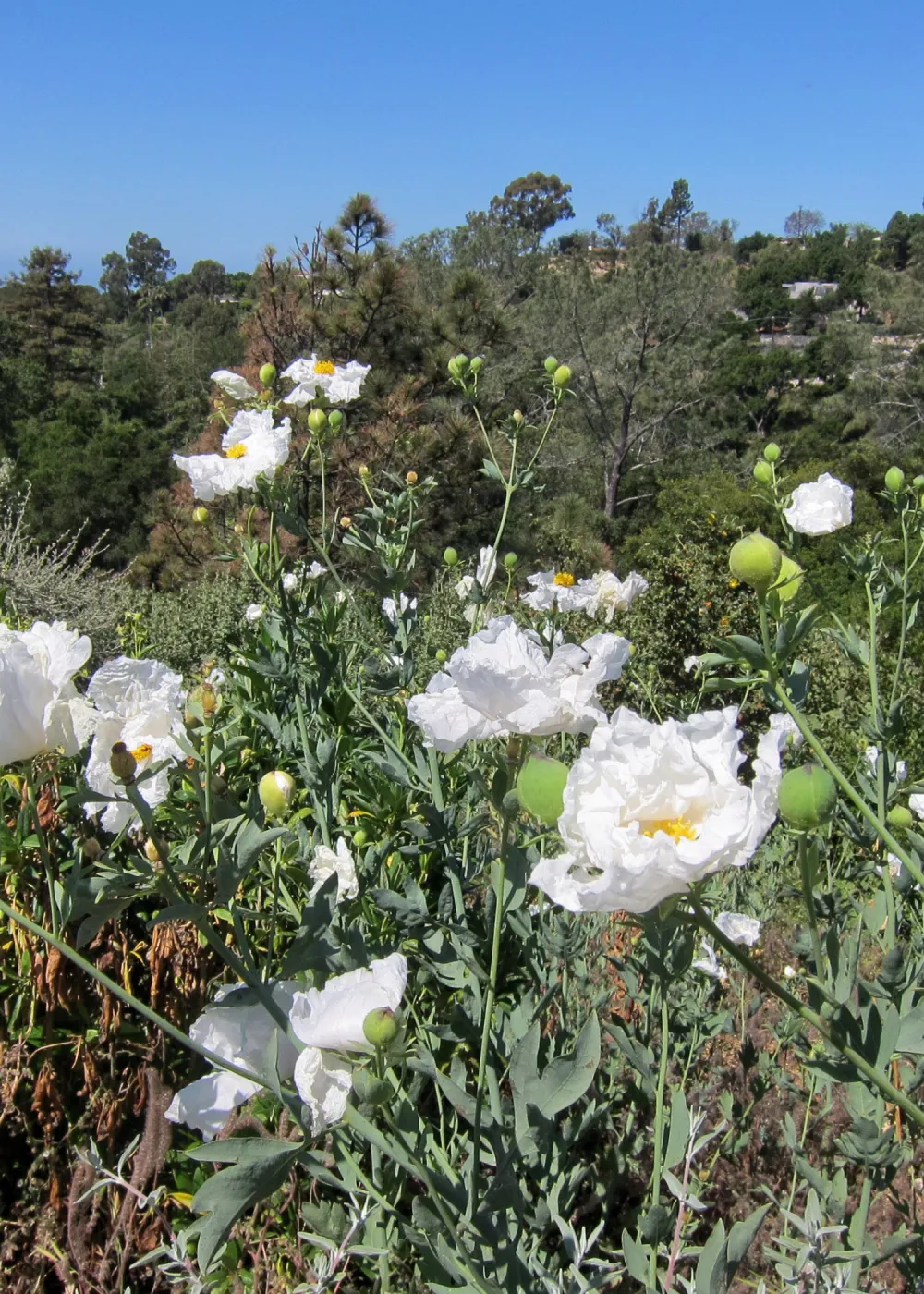 Matilija poppies in bloom, Porter Trail, SBBG Photo Contest 2012