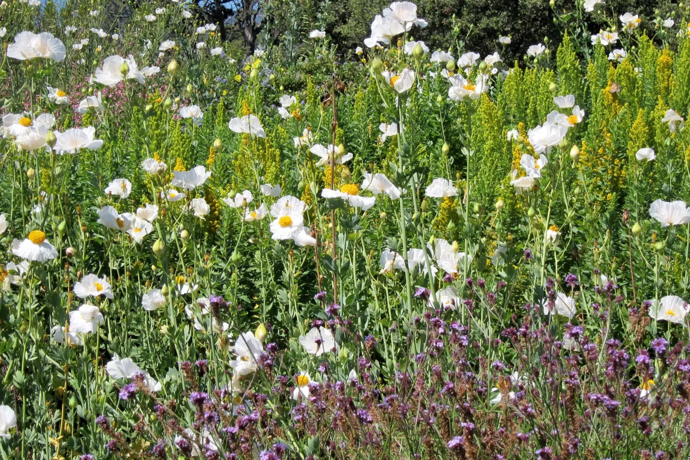 Matilija poppies in bloom, Porter Trail, SBBG Photo Contest 2012