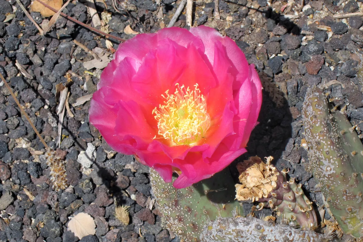 cactus flower, SBBG Photo Contest 2012