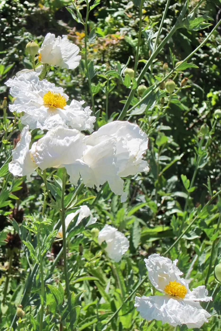Matilija poppy flowers, SBBG Photo Contest 2012