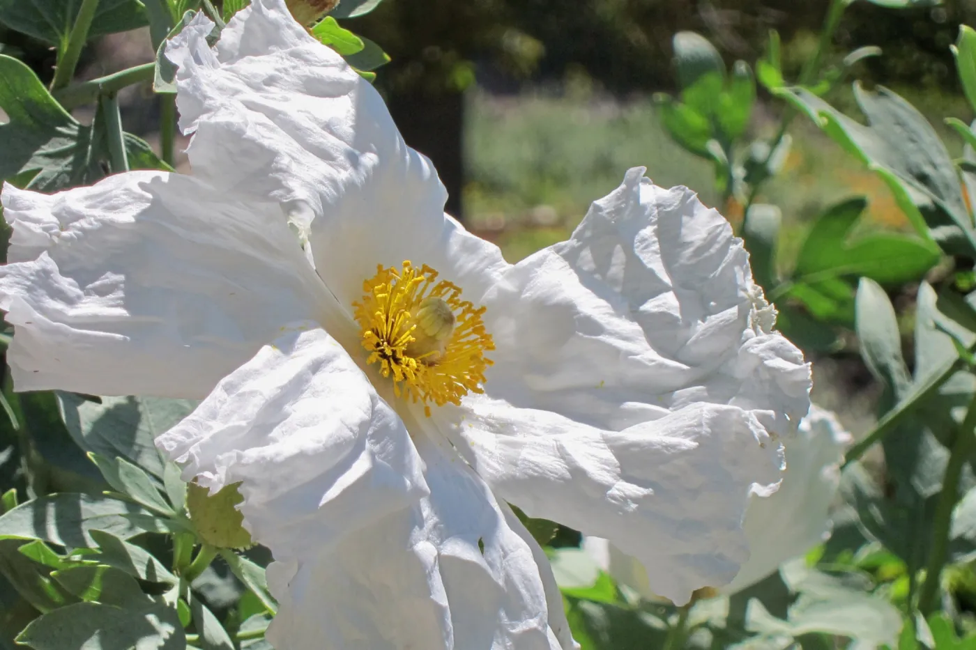 Matilija poppy flower, SBBG Photo Contest 2012
