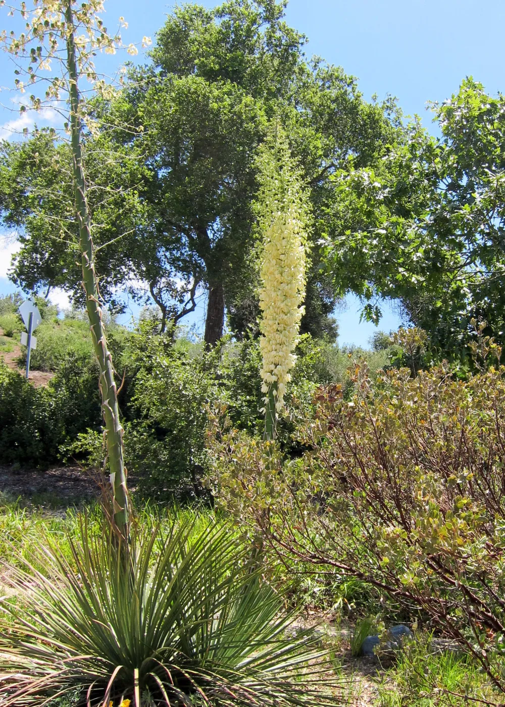 Yucca inflorescence, SBBG Photo Contest 2012