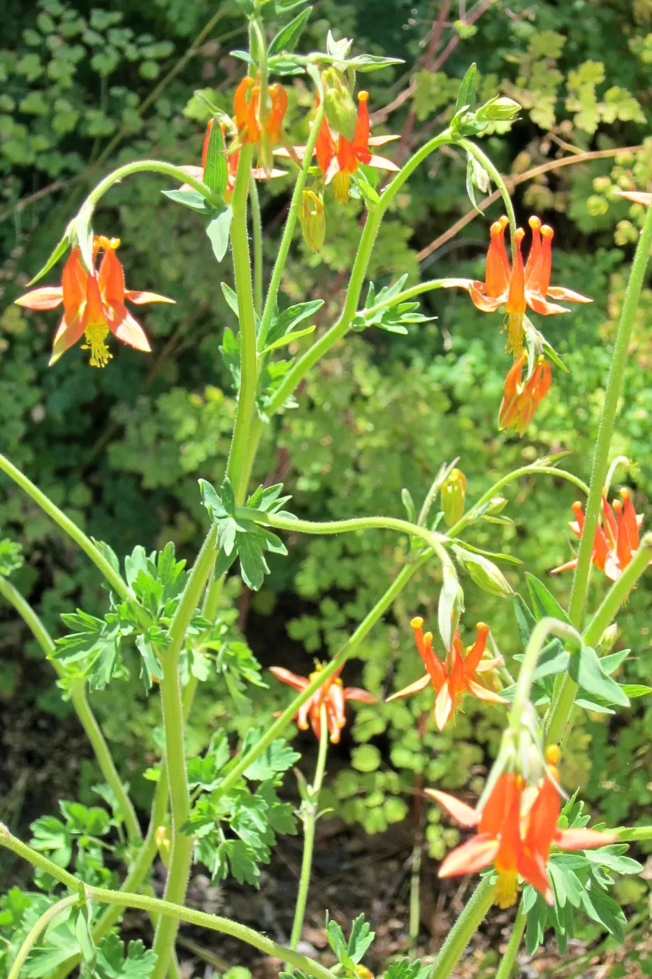 Aquilegia in bloom, SBBG Photo Contest 2012