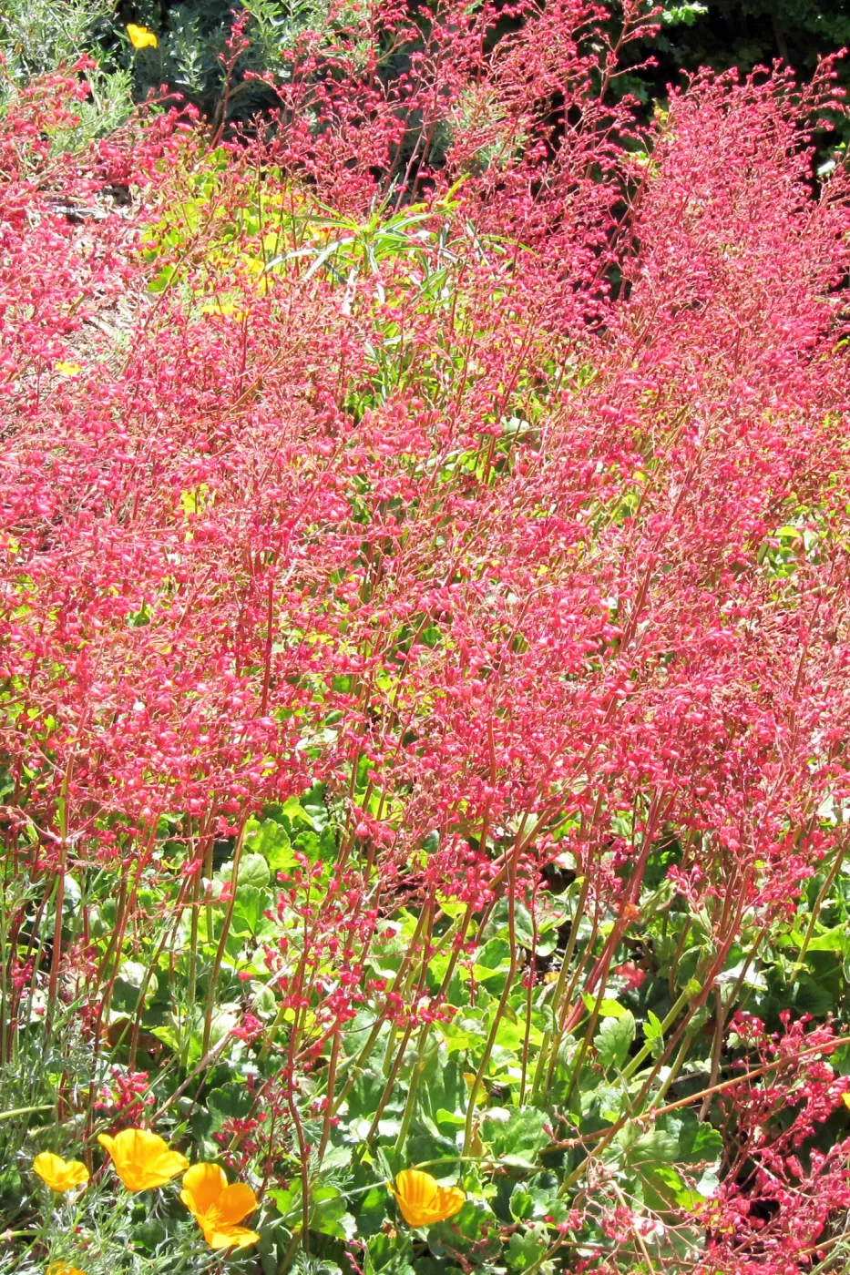 Heuchera in bloom, Meadow border, SBBG Photo Contest 2012