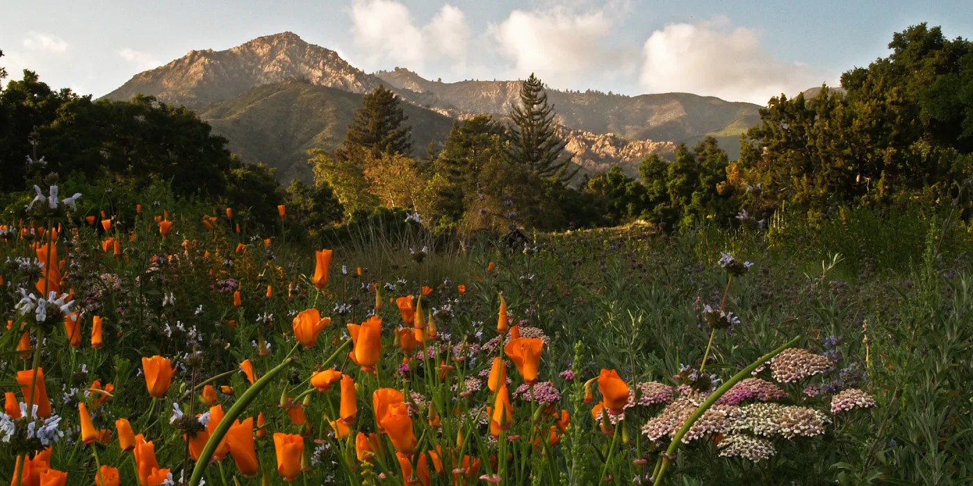 Meadow Panorama, winner in Garden Panorama category, SBBG Photo Contest 2012