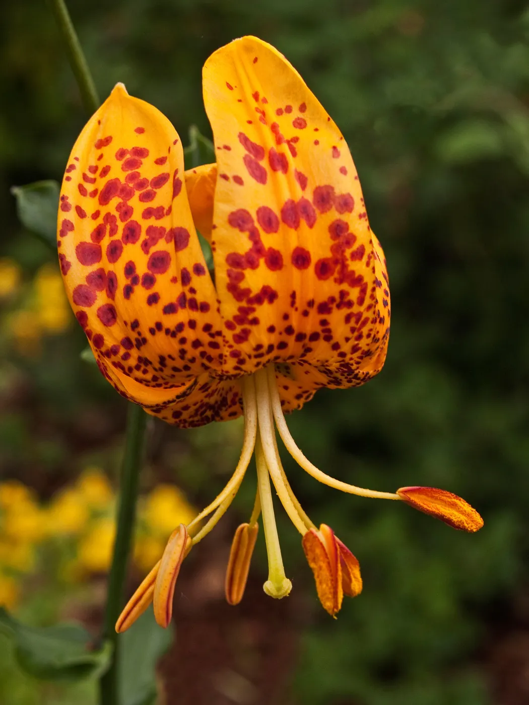 Humboldt lily, Lilium flower, SBBG Photo Contest 2012