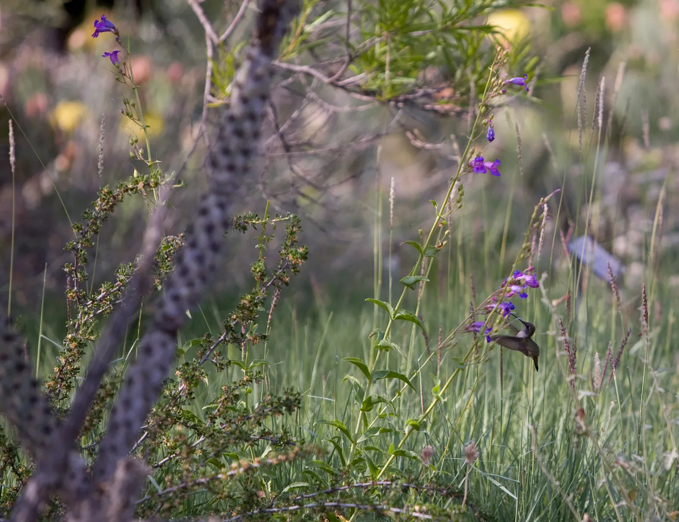 Hummingbird, Desert Section, SBBG Photo Contest 2012
