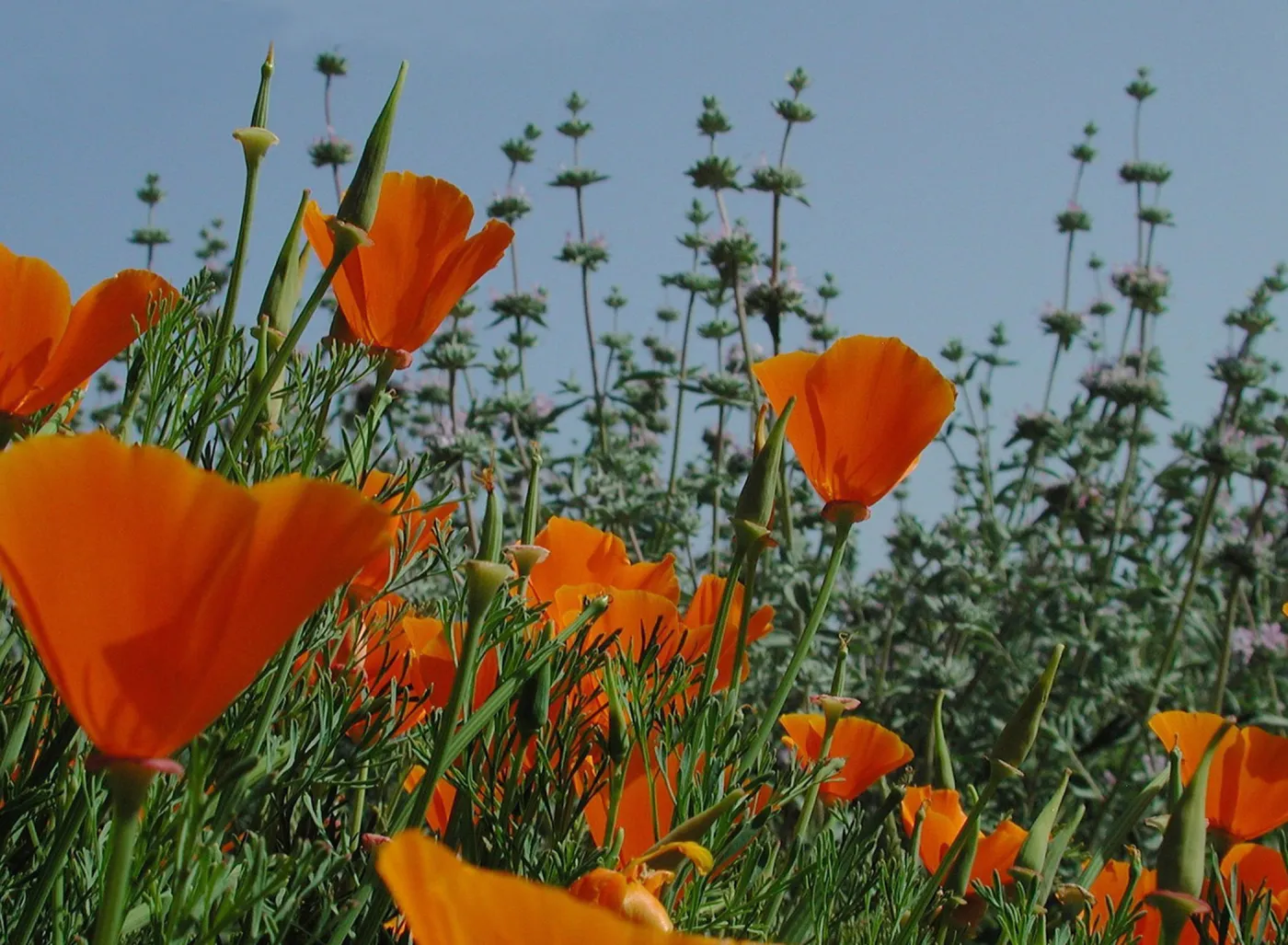 field of poppies, SBBG Photo Contest 2012