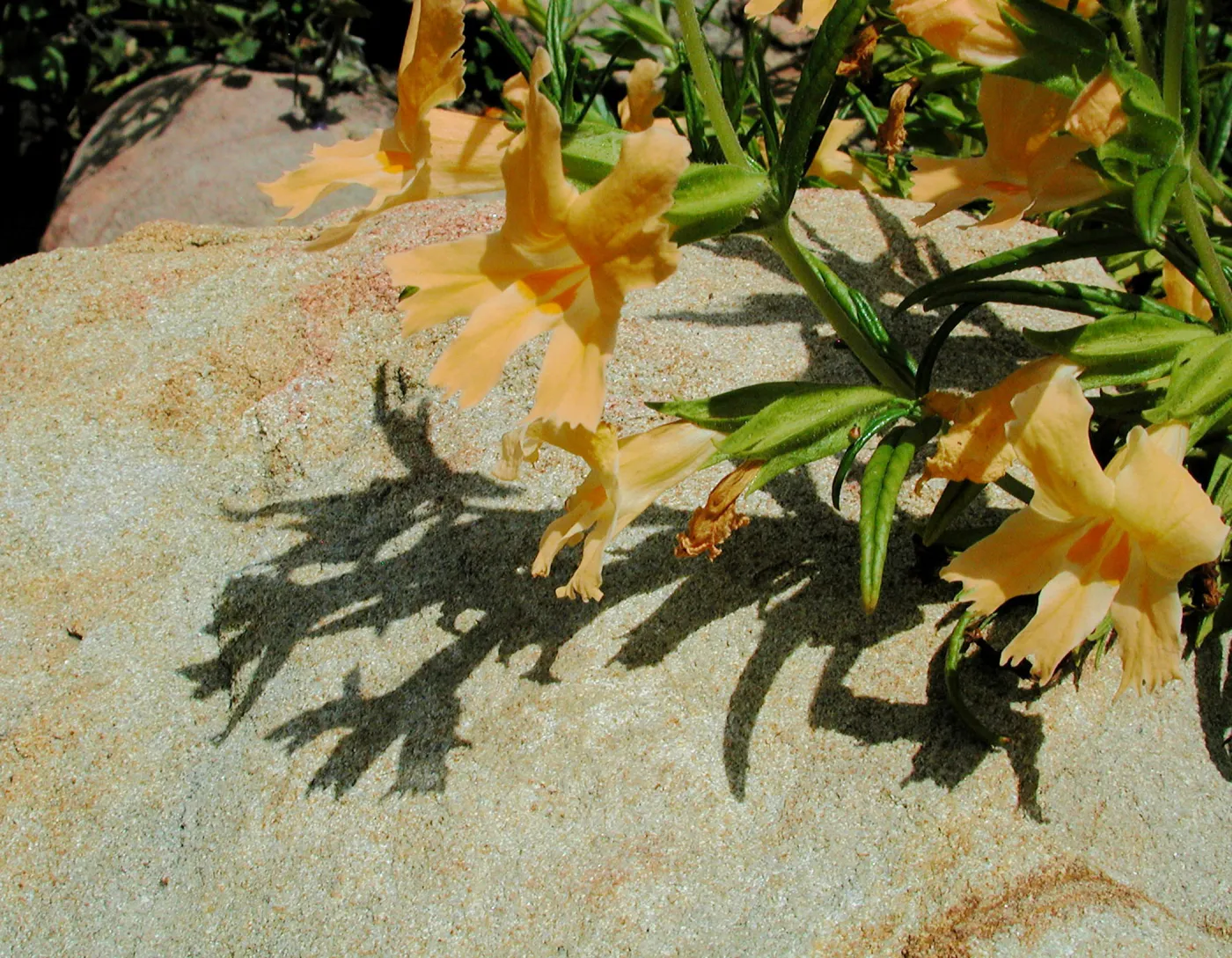 Mimulus flower with shadows on sandstone boulder, SBBG Photo Contest 2012