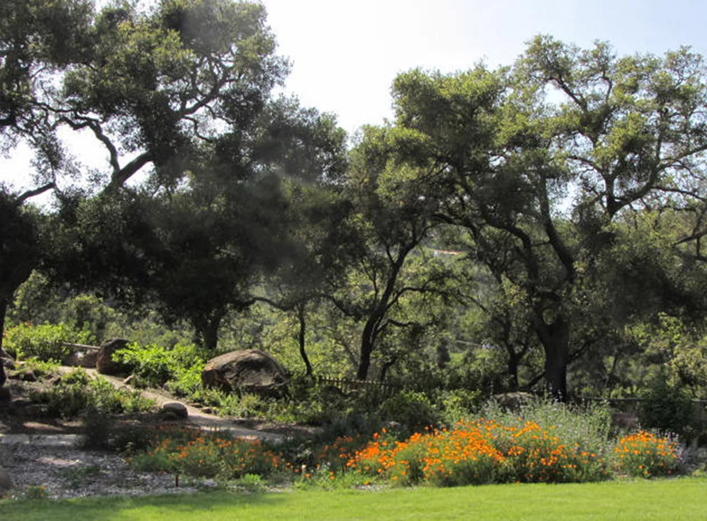 Meadow Oaks, SBBG Photo Contest 2012