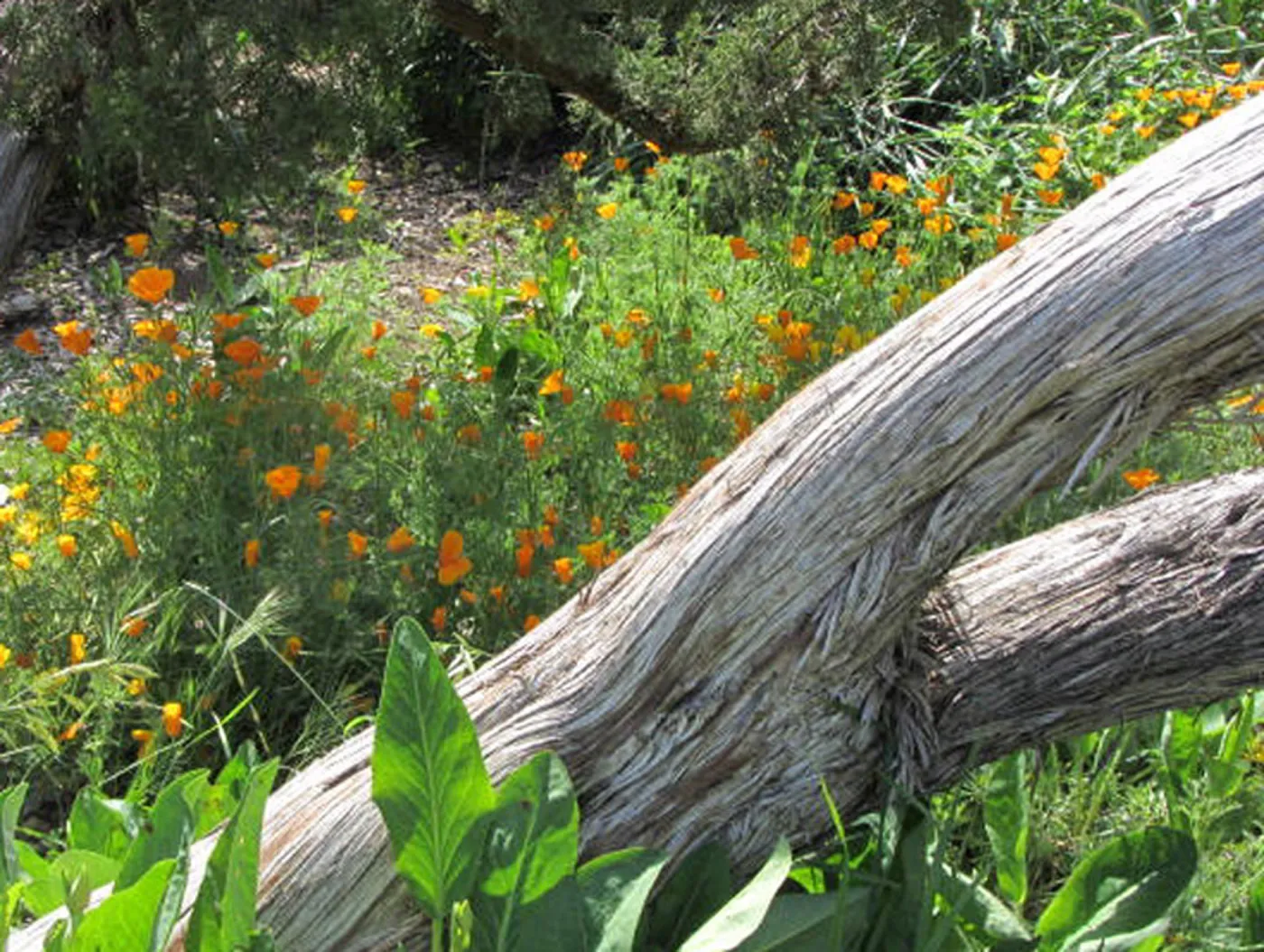 tree trunk and poppies, SBBG Photo Contest 2012