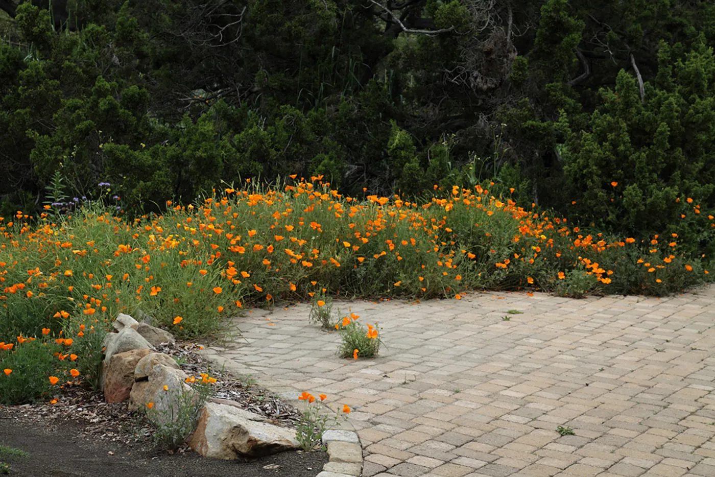 Poppy border, pavered patio, SBBG Photo Contest 2012
