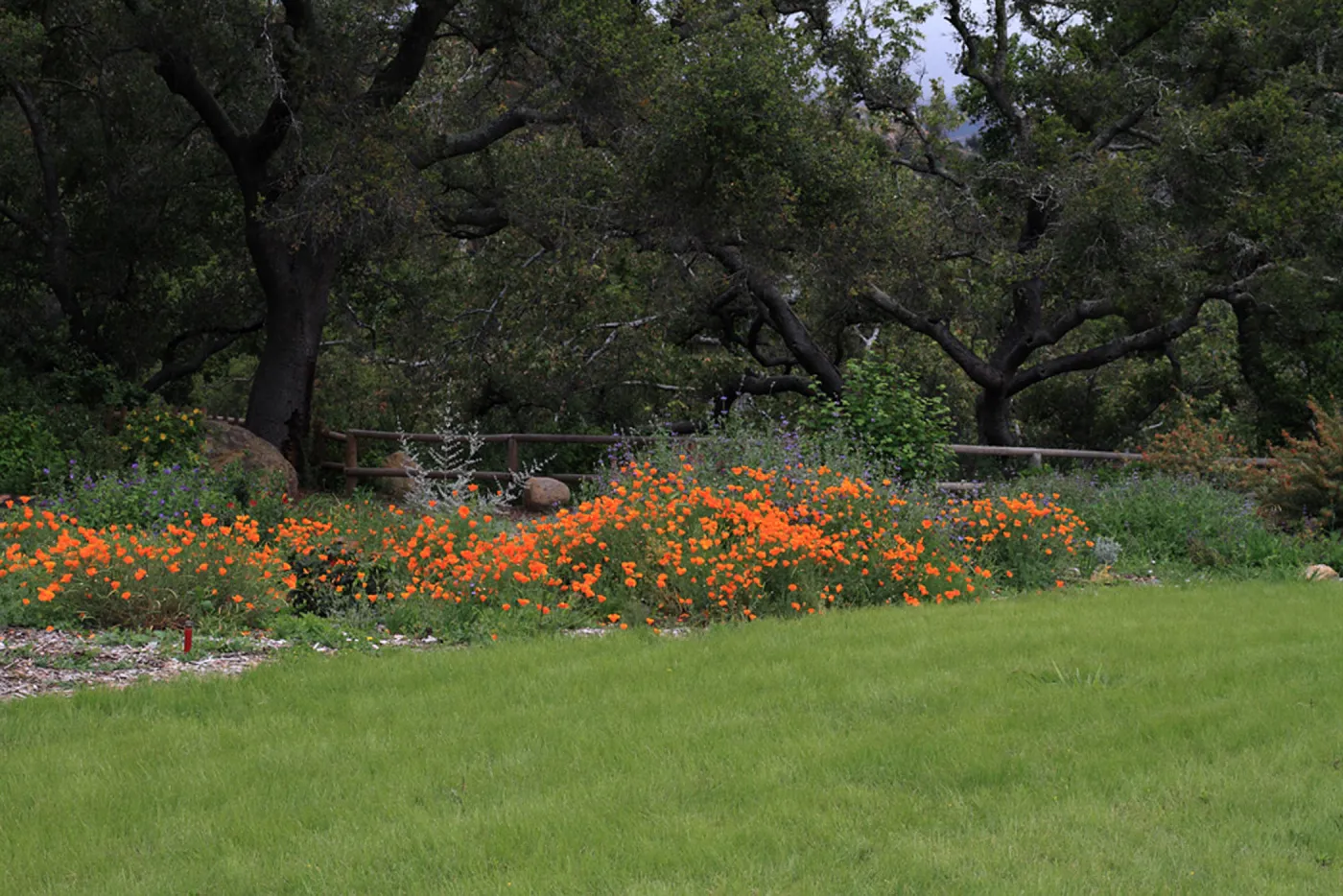 Meadow border, lawn, SBBG Photo Contest 2012
