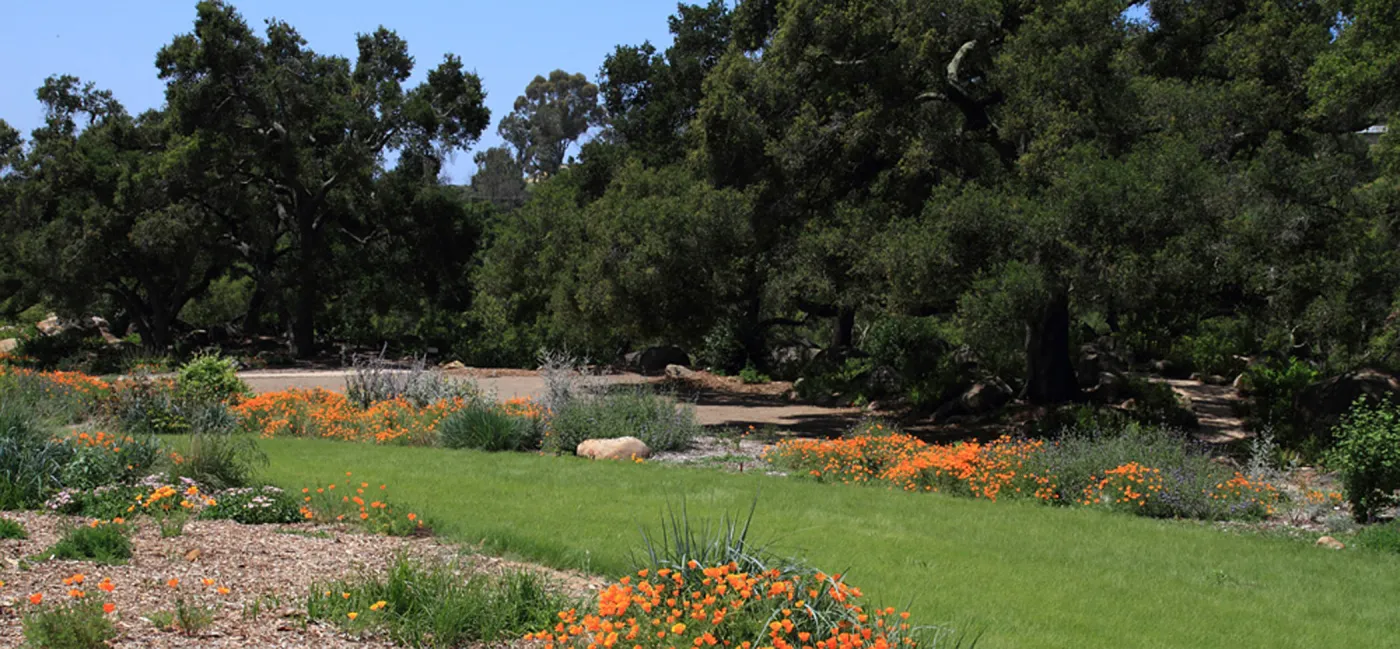 Meadow border, lawn, SBBG Photo Contest 2012
