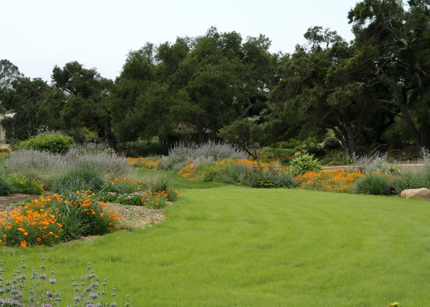 Meadow border, lawn, SBBG Photo Contest 2012