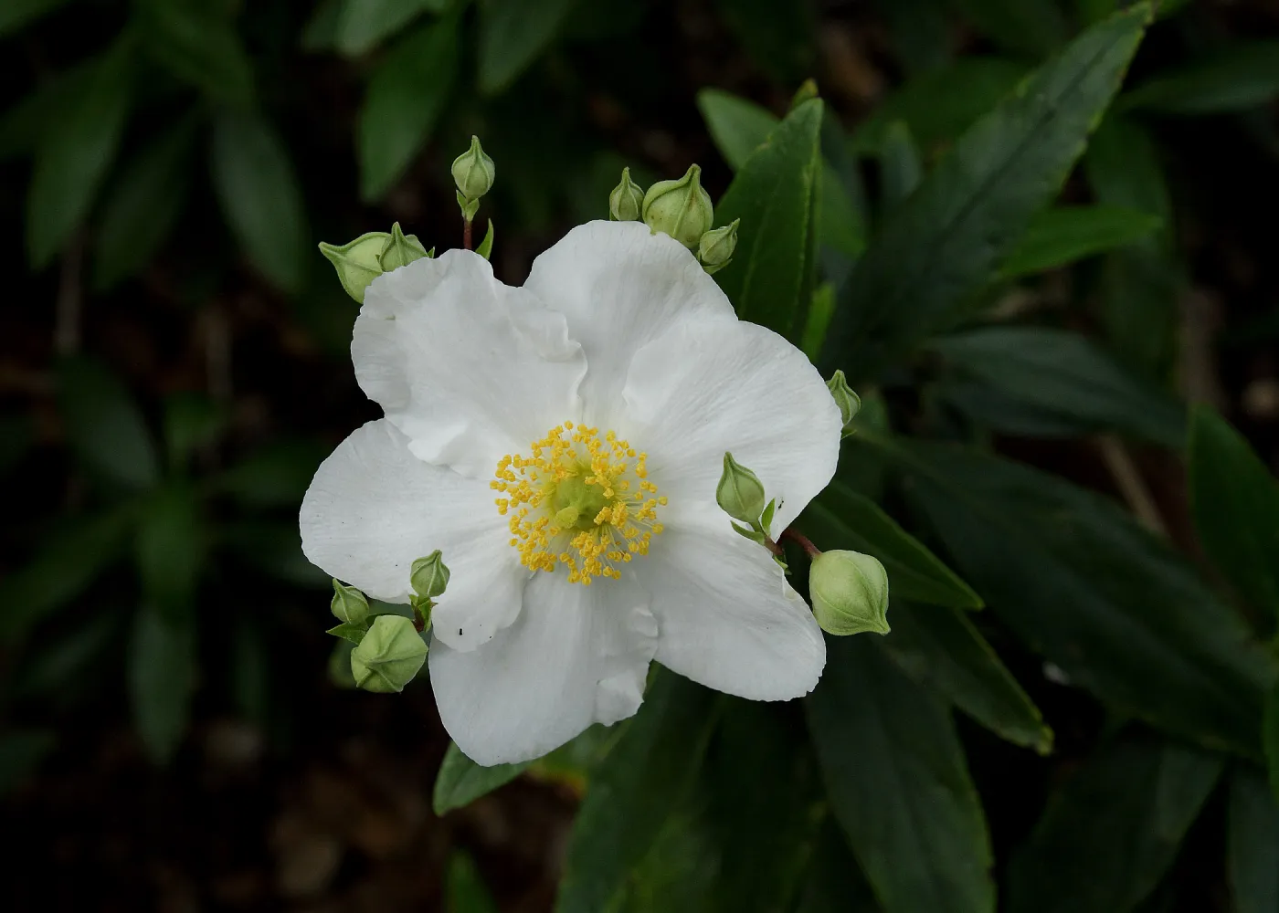 Carpenteria californica flower and buds, SBBG Photo Contest 2012