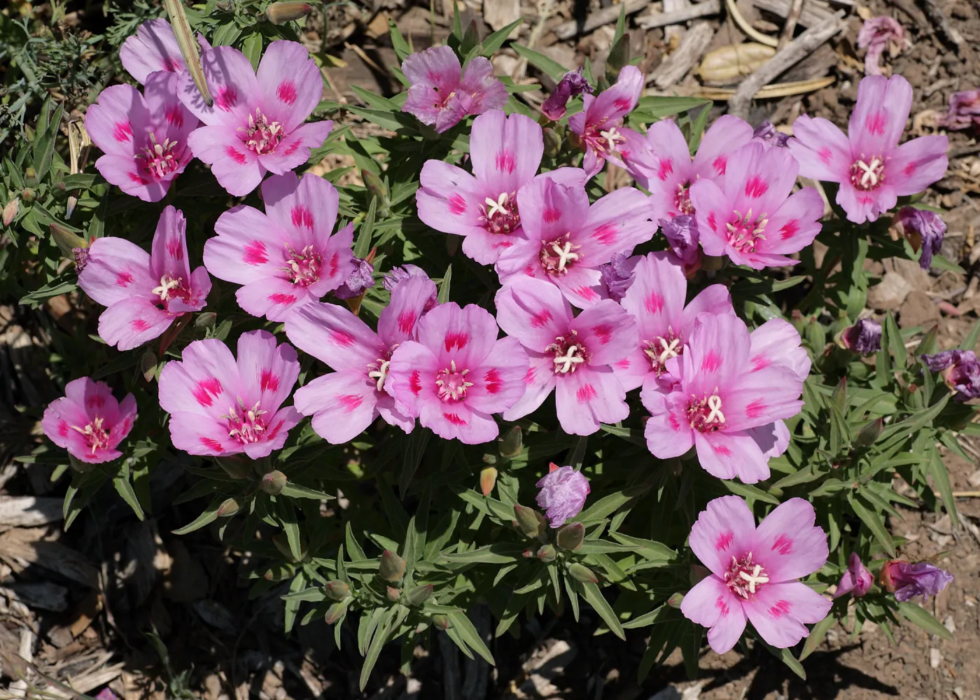 Clarkia flower, SBBG Photo Contest 2012