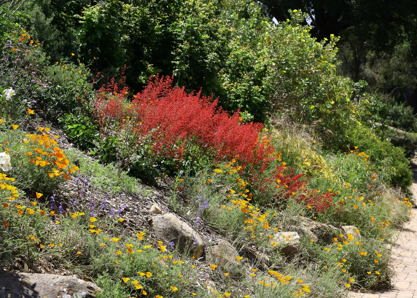 Meadow border, Heuchera display, wildflowers, SBBG Photo Contest