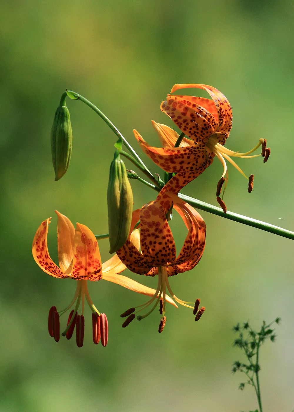 Humboldt lily, SBBG Photo Contest 2012