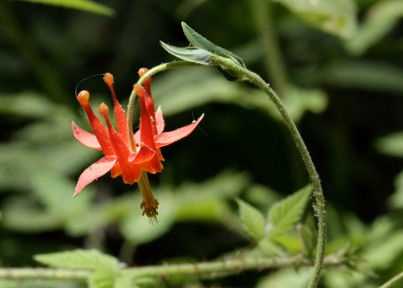 Columbine flower, Aquilegia, SBBG Photo Contest 2012