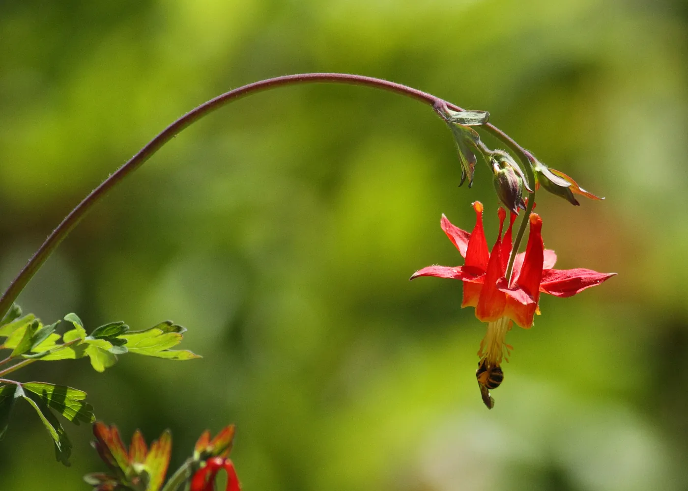 honey bee, Columbine flower, Aquilegia, SBBG Photo Contest 2012